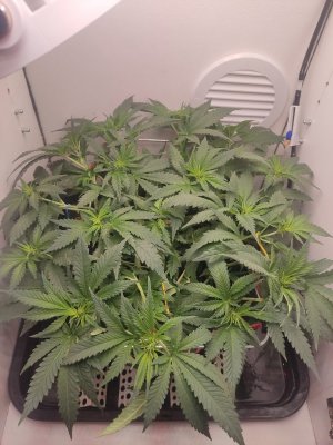 IMG_20240513_202200.jpg IMG_20240513_202200.jpg