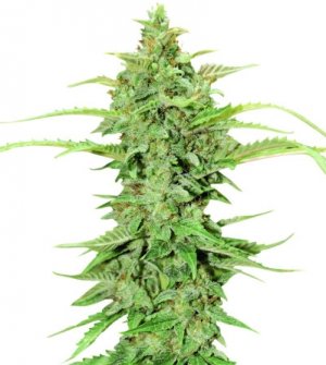 cbd green crack.jpg cbd green crack.jpg