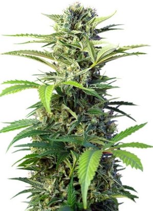 chem beyond diesel.jpg chem beyond diesel.jpg