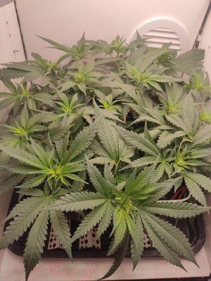 IMG_20240514_183916.jpg IMG_20240514_183916.jpg