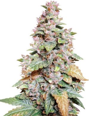 wedding cheesecake.jpg