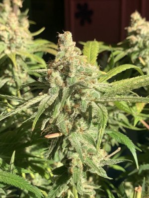 IMG_1339.jpeg IMG_1339.jpeg