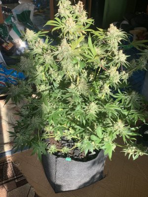 IMG_1341.jpeg IMG_1341.jpeg