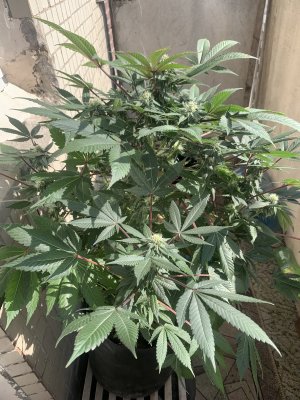 IMG_1367.jpeg IMG_1367.jpeg