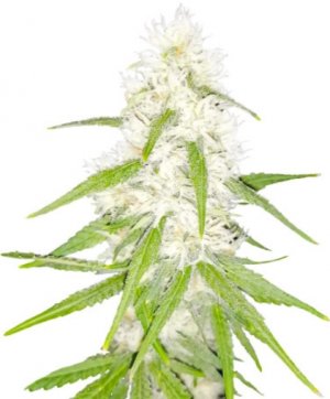 Tashkenti Auto.jpg Tashkenti Auto.jpg