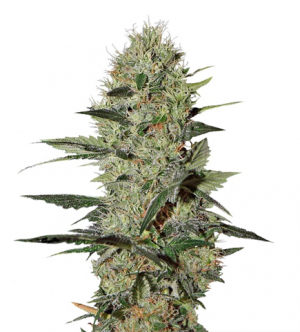 1715926673903.png 1715926673903.png