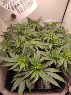 IMG_20240516_222418.jpg IMG_20240516_222418.jpg