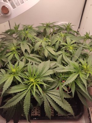 IMG_20240518_002521.jpg IMG_20240518_002521.jpg