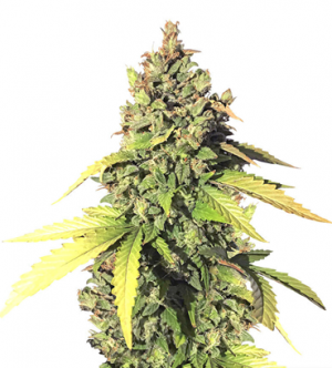 1716042719376.png 1716042719376.png