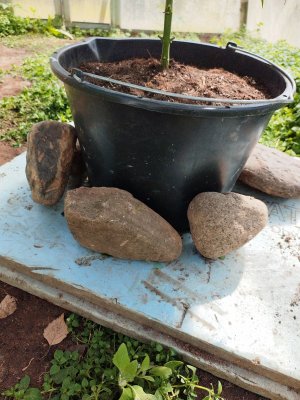 IMG_20240518_101157.jpg IMG_20240518_101157.jpg