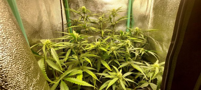 2024.05.20 - 42 день компот.jpg 2024.05.20 - 42 день компот.jpg