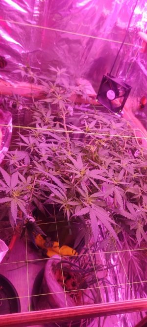 WhatsApp Image 2024-05-21 at 11.51.29.jpeg WhatsApp Image 2024-05-21 at 11.51.29.jpeg