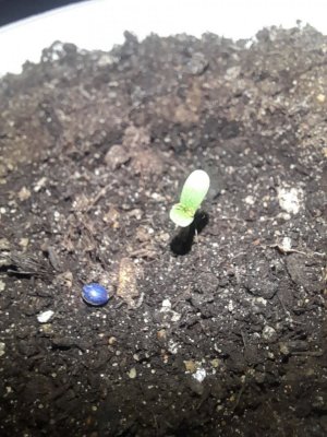 IMG_20240522_152123_875.jpg IMG_20240522_152123_875.jpg