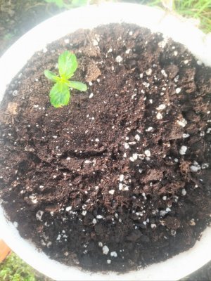 IMG_20240522_152134_041.jpg IMG_20240522_152134_041.jpg