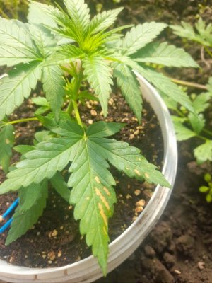 IMG_20240522_153428_522.jpg IMG_20240522_153428_522.jpg