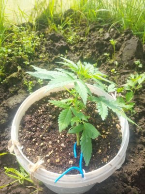 IMG_20240522_153412_339.jpg IMG_20240522_153412_339.jpg