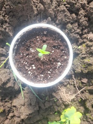 IMG_20240522_155046_229.jpg IMG_20240522_155046_229.jpg