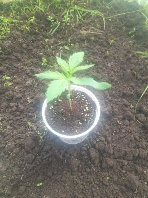 IMG_20240522_155048_123.jpg IMG_20240522_155048_123.jpg