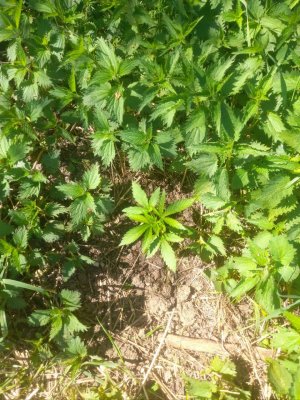 IMG_20240522_155532_967.jpg IMG_20240522_155532_967.jpg