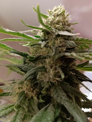 IMG_20240424_100515_744.jpg IMG_20240424_100515_744.jpg