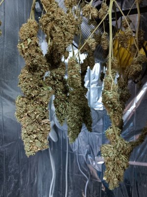 IMG_20240522_203639_695.jpg IMG_20240522_203639_695.jpg