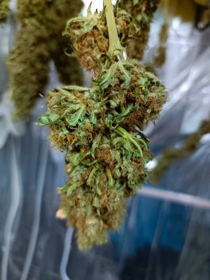 IMG_20240522_203716_351.jpg IMG_20240522_203716_351.jpg