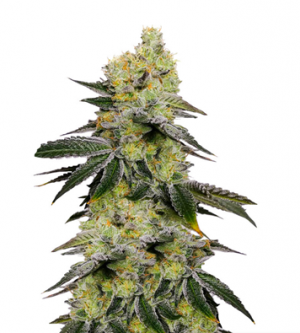 1716464179311.png 1716464179311.png