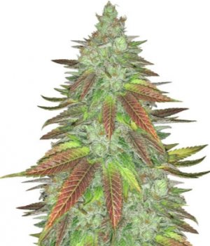 zkittlez.jpg zkittlez.jpg