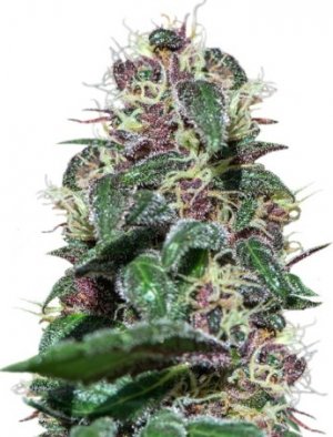 auyhasca.jpg auyhasca.jpg