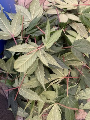 IMG_1399.jpeg IMG_1399.jpeg