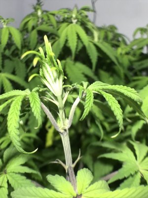 8163001D-A9AF-4B22-8714-B91FEEE686BB.jpeg 8163001D-A9AF-4B22-8714-B91FEEE686BB.jpeg