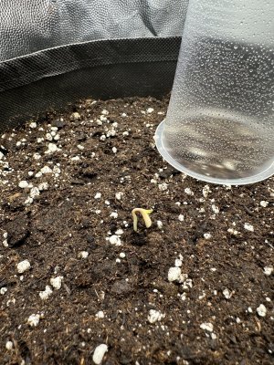 IMG_3598.jpeg IMG_3598.jpeg