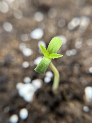 IMG_3612.jpeg IMG_3612.jpeg