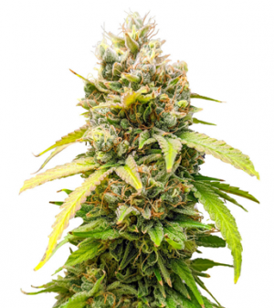 1717061876006.png 1717061876006.png