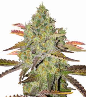 1717062093510.png 1717062093510.png