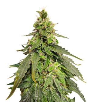 1717062174685.png 1717062174685.png