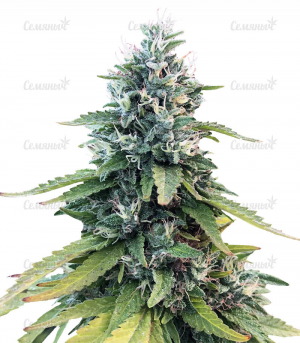 1645632433163.png 1645632433163.png