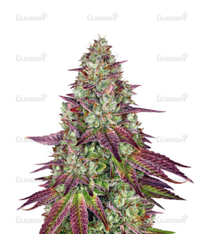 1645632629041.png 1645632629041.png