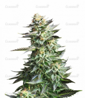 1645632957118.png 1645632957118.png