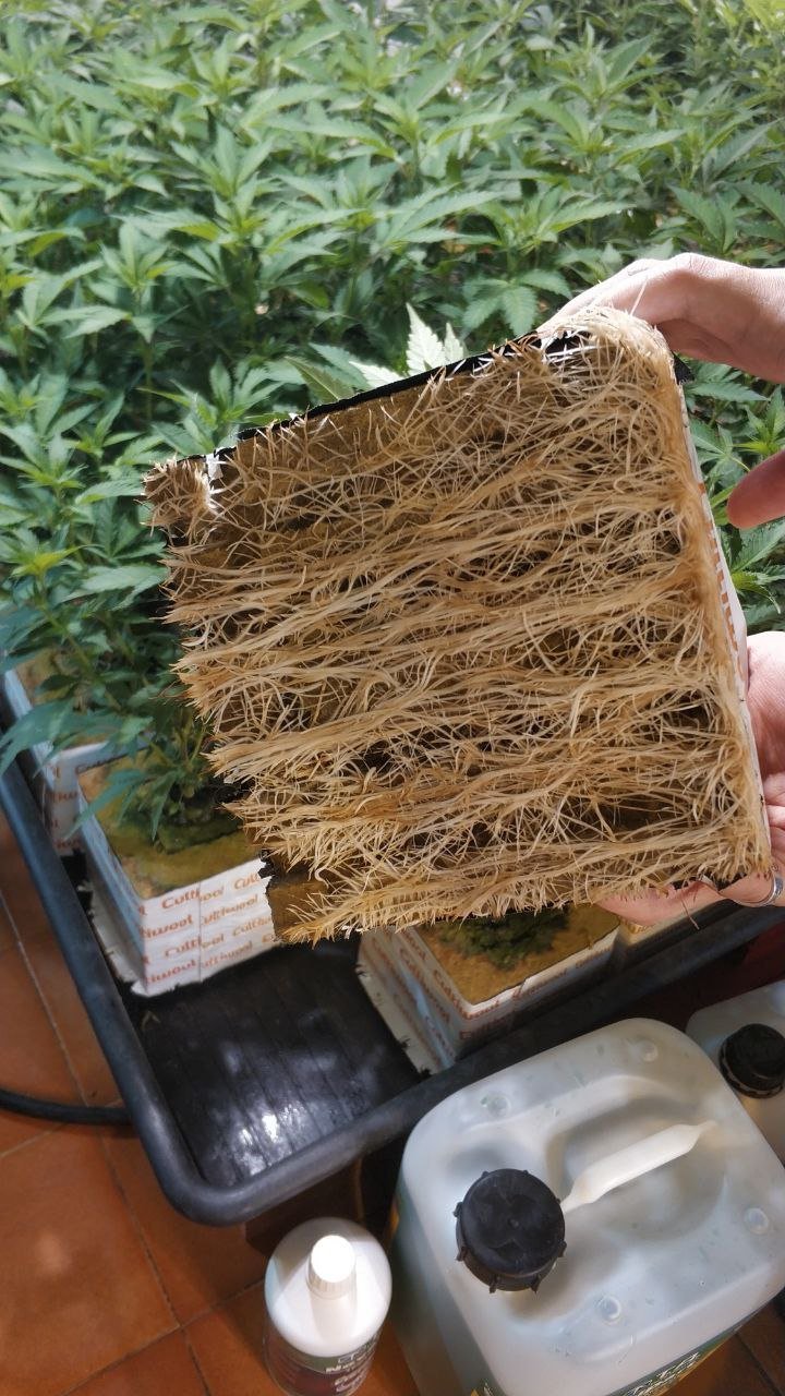 IMG_20220223_224209_233.jpg IMG_20220223_224209_233.jpg