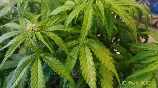 P_20220223_091503_1_p.jpg P_20220223_091503_1_p.jpg