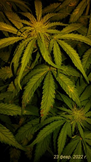 P_20220223_091622_1_p.jpg P_20220223_091622_1_p.jpg