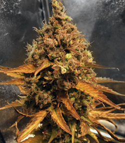 1645979052211.png 1645979052211.png