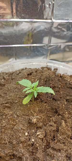 wdk_syge2Ek.jpg wdk_syge2Ek.jpg