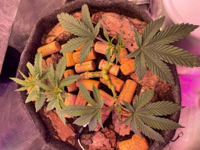 28.02c1.jpg 28.02c1.jpg