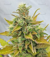 1646407664018.png 1646407664018.png