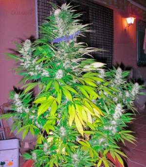 1646415786854.png 1646415786854.png