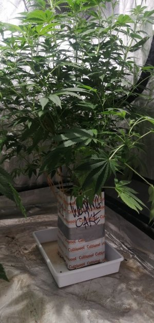 IMG_20220304_195216_242.jpg IMG_20220304_195216_242.jpg