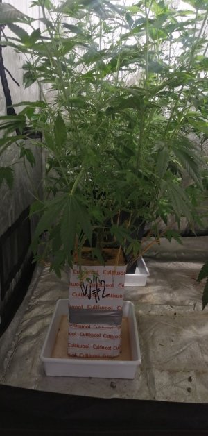 IMG_20220304_195218_686.jpg IMG_20220304_195218_686.jpg