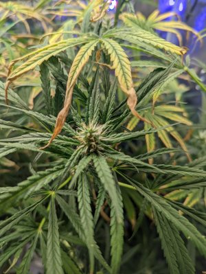 PXL_20220305_041219969.jpg PXL_20220305_041219969.jpg